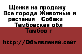 Щенки на продажу - Все города Животные и растения » Собаки   . Тамбовская обл.,Тамбов г.